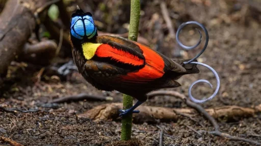 10 Rare and Pretty Birds You Didn’t Know Existed