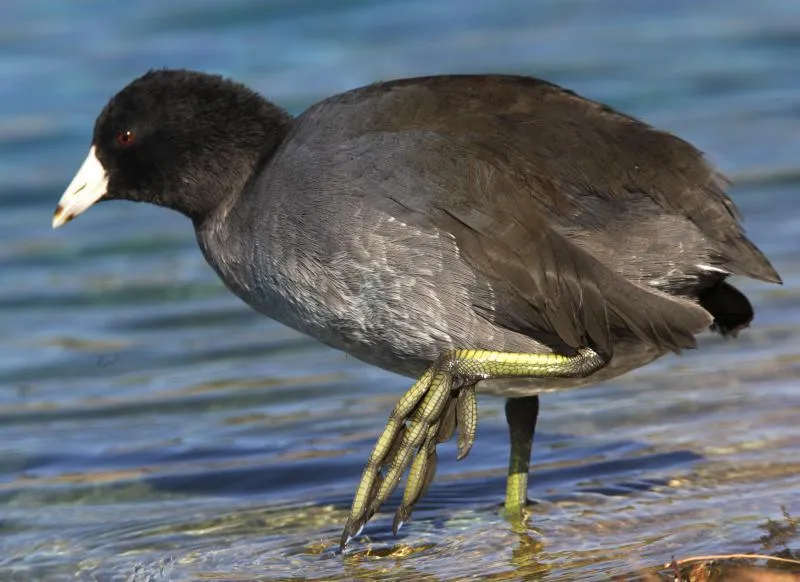 American Coot (Fulica americana)