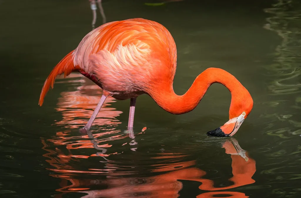 American Flamingo (Phoenicopterus ruber) - Fascinating Pink Birds