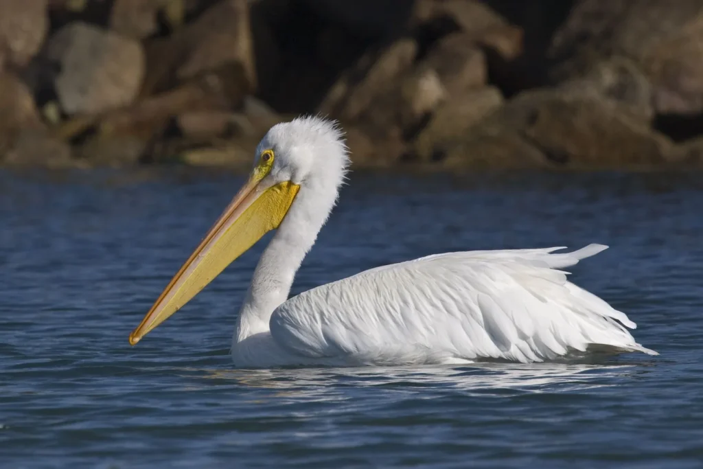 American White Pelican - Top 5 White Birds of North America