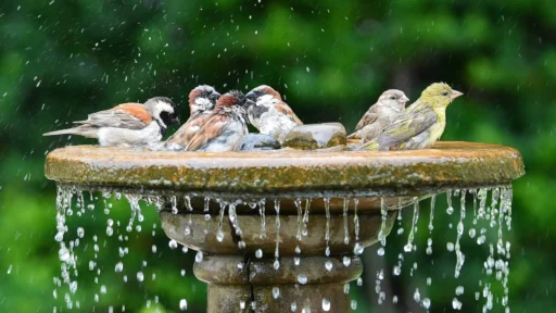 How to Make a Bird Bath Fountain the Focal Point of Your Garden