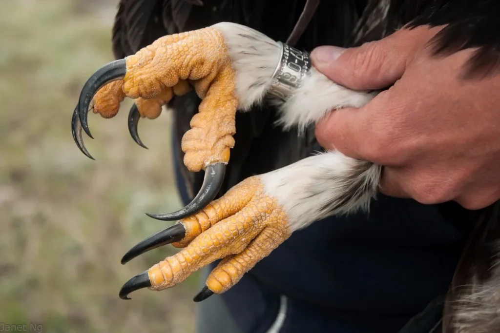 Bird Feet Health and Care