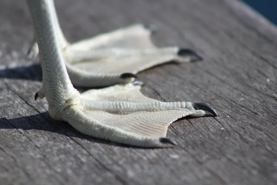 Bird Feet Wonders: How They Help Birds Fly, Climb And Hunt