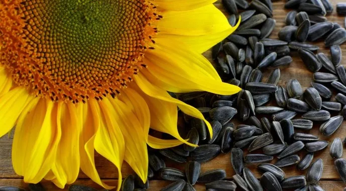 Black Oil Sunflower Seeds