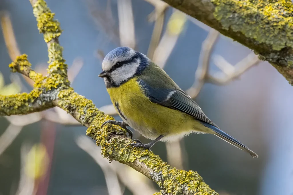 Blue Tit (Cyanistes caeruleus)