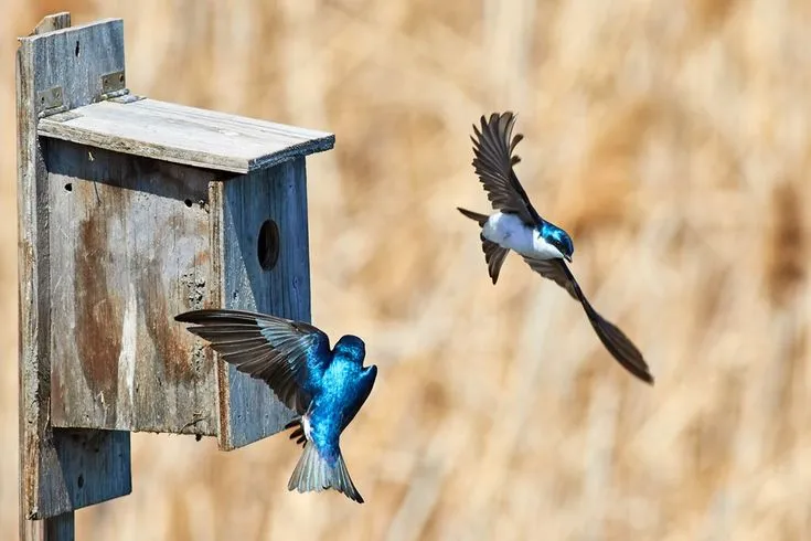 Bluebirds and Swallows