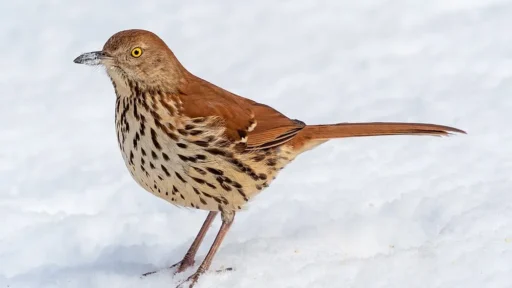 Brown Thrasher Bird: All You Need to Know