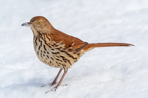 Brown Thrasher Bird: All You Need to Know