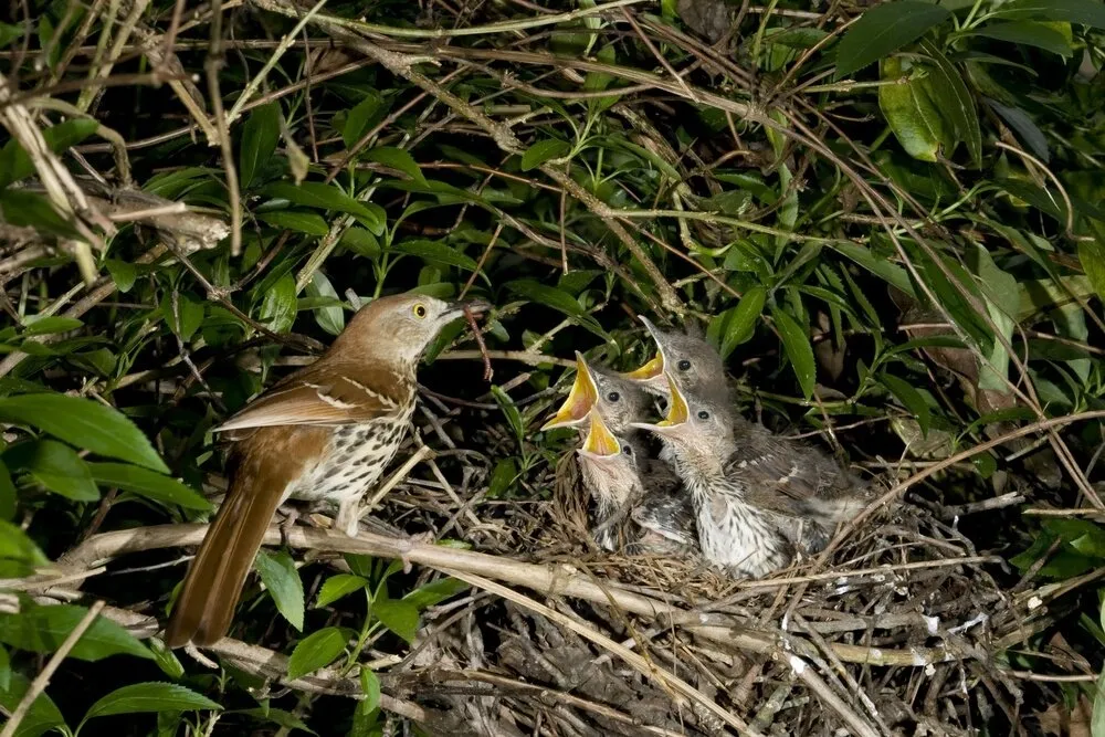 Brown Thrasher Bird nest