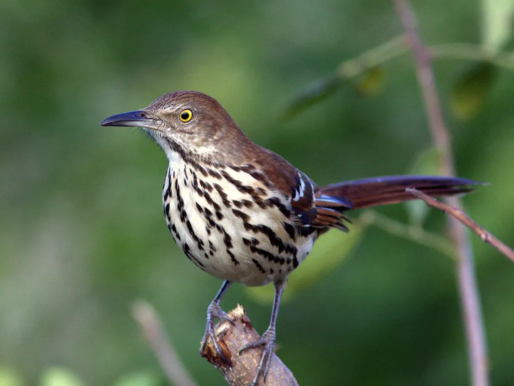 Brown Thrasher Bird