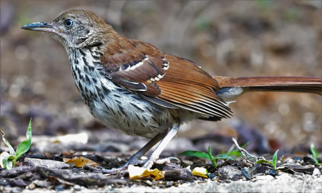 Brown Thrashers - migration