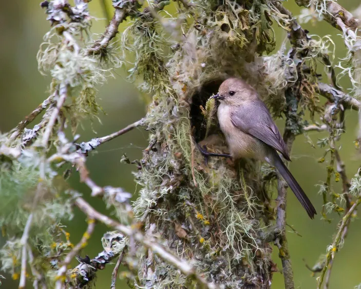 Climbing Abilities of Bird Feet