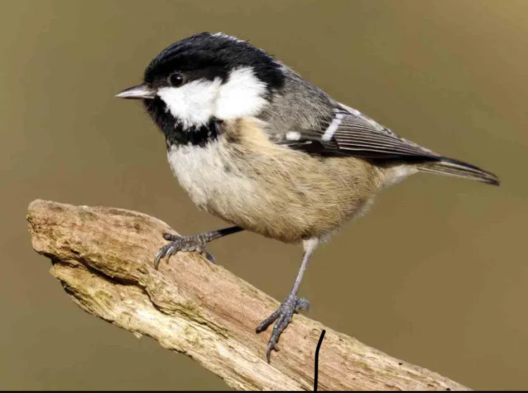 Coal Tit (Periparus ater)