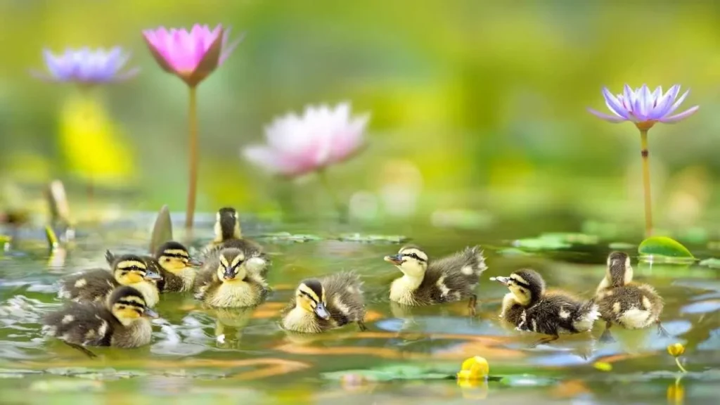 Designing the Perfect Pond for Birds