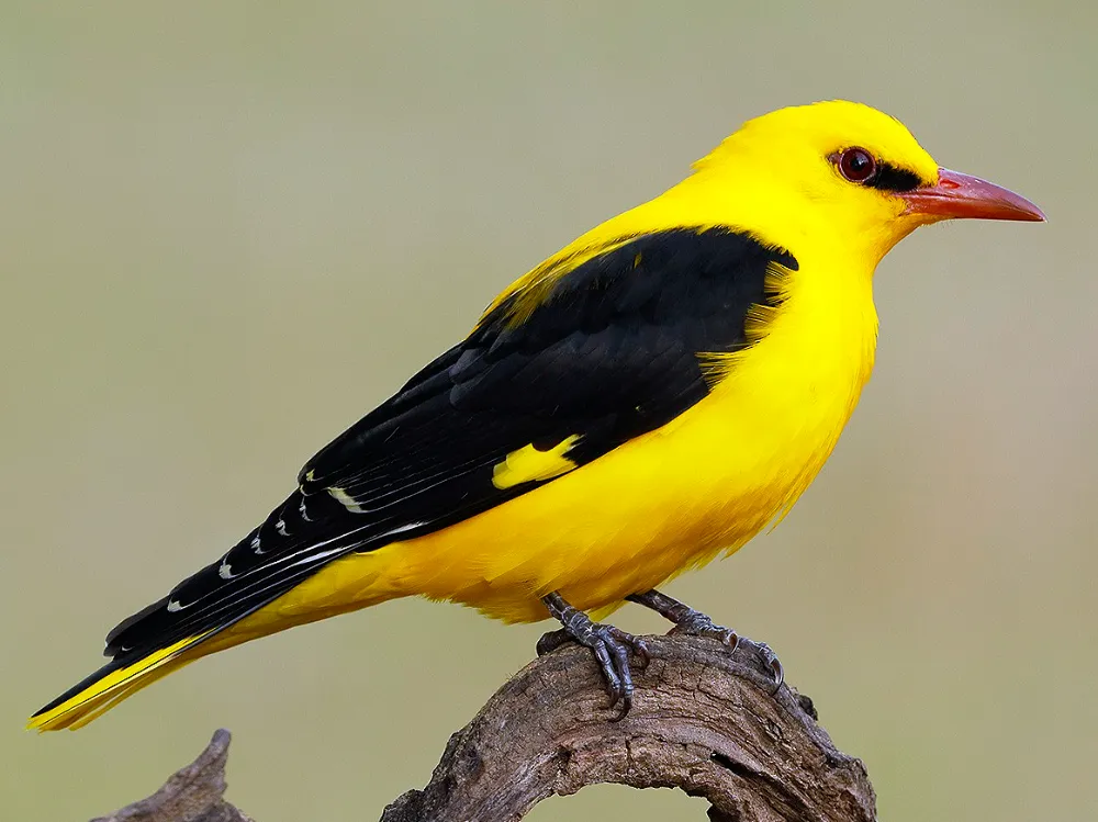 Eurasian Golden Oriole (Oriolus oriolus) - Top 5 Rare Yellow and Black Birds