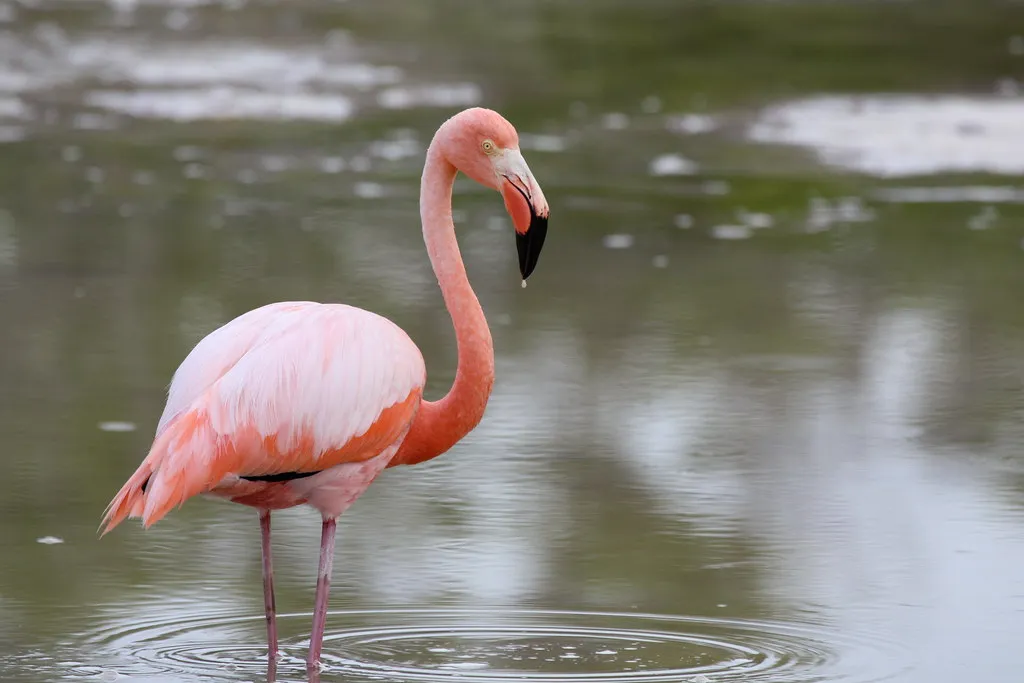 Galápagos Flamingo (Phoenicopterus ruber glyphorhynchus) - Fascinating Pink Birds