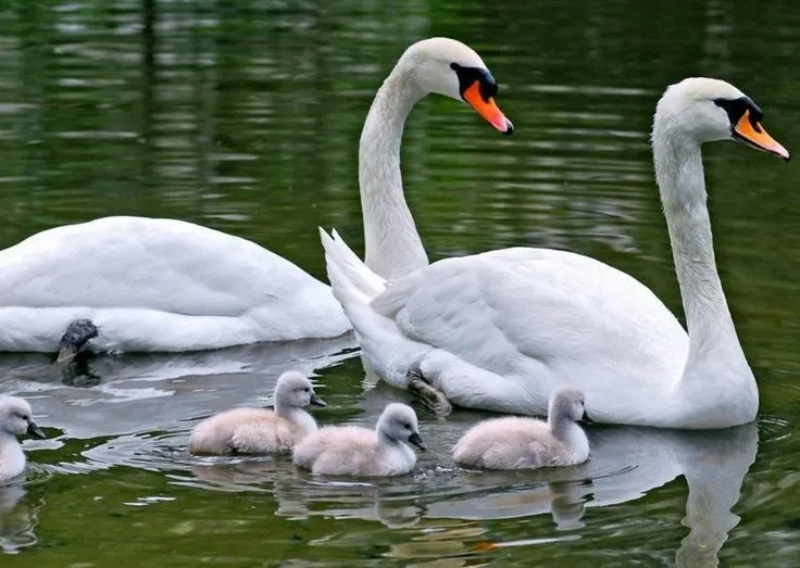 Getting to Know Water Birds