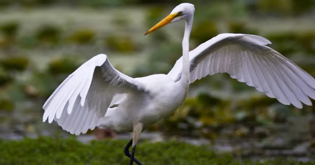 Great Egret - Top 5 White Birds of North America