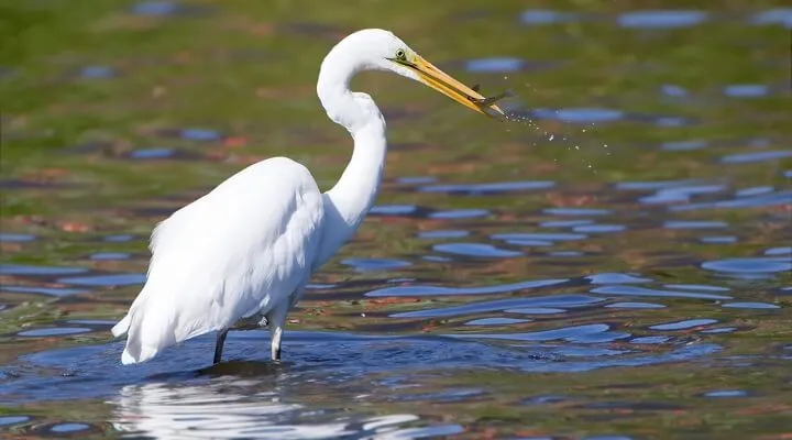 Great Egret (Ardea alba)