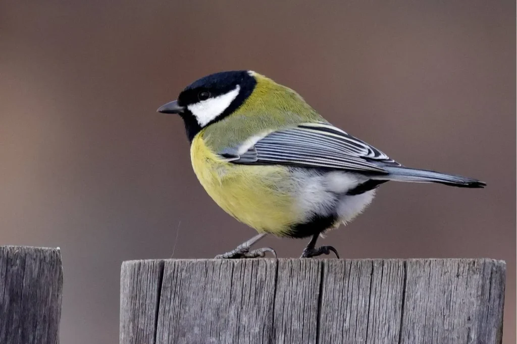 Great Tit (Parus major)