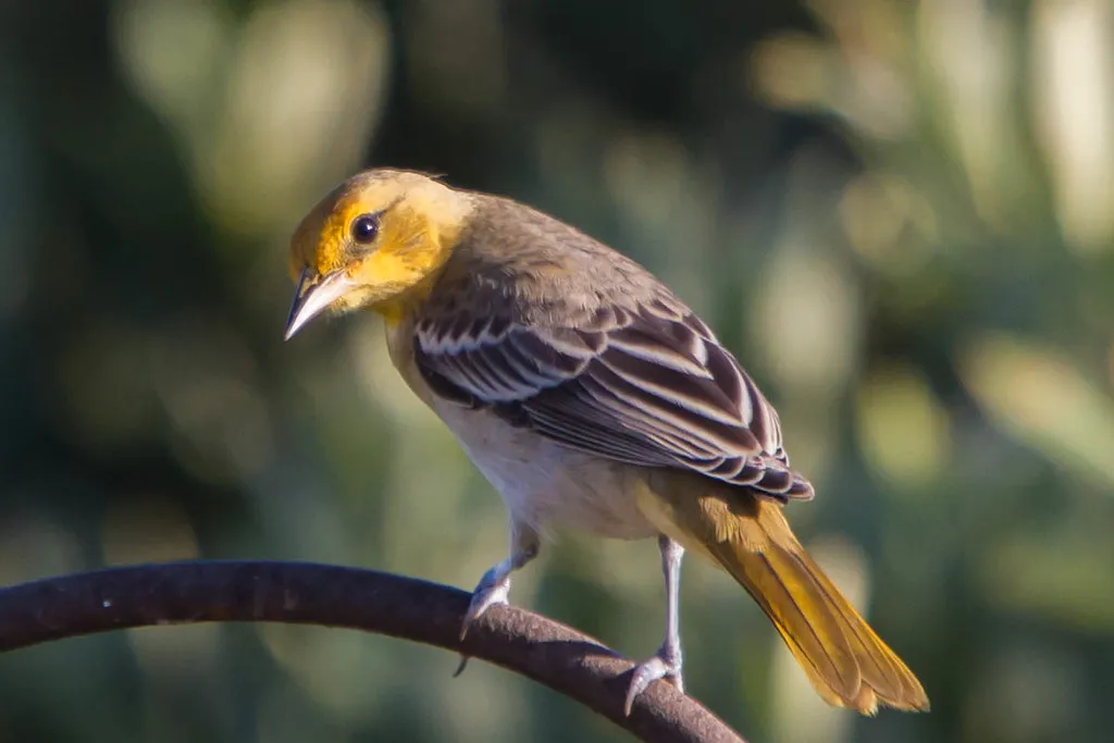 Hooded Oriole (Icterus cucullatus) - Top 5 Rare Yellow and Black Birds