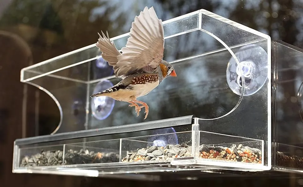 How to Choose the Best Window Bird Feeder for Your Home?