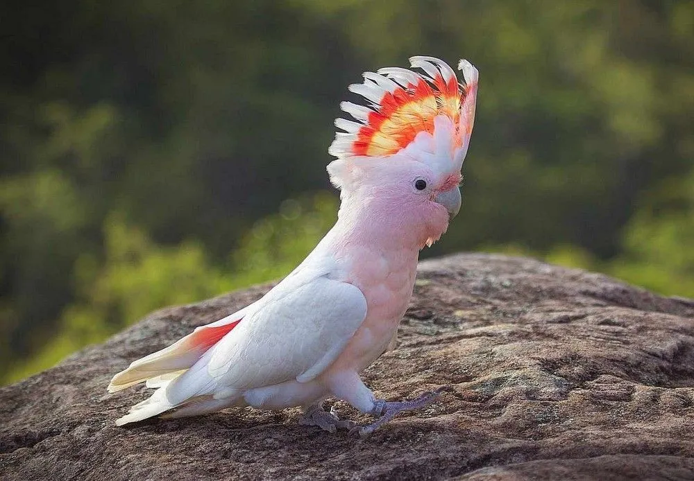 Major Mitchell's Cockatoo (Lophochroa leadbeateri) - Fascinating Pink Birds