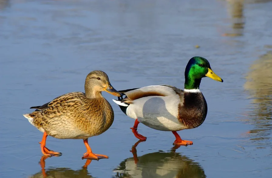 Mallard Duck (Anas platyrhynchos)