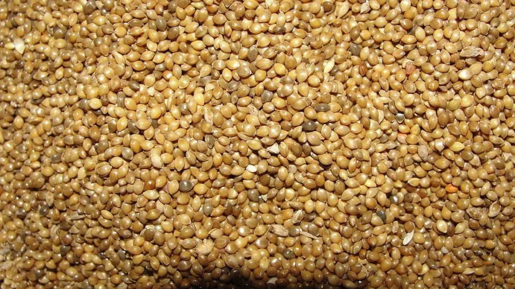 Millet Seeds