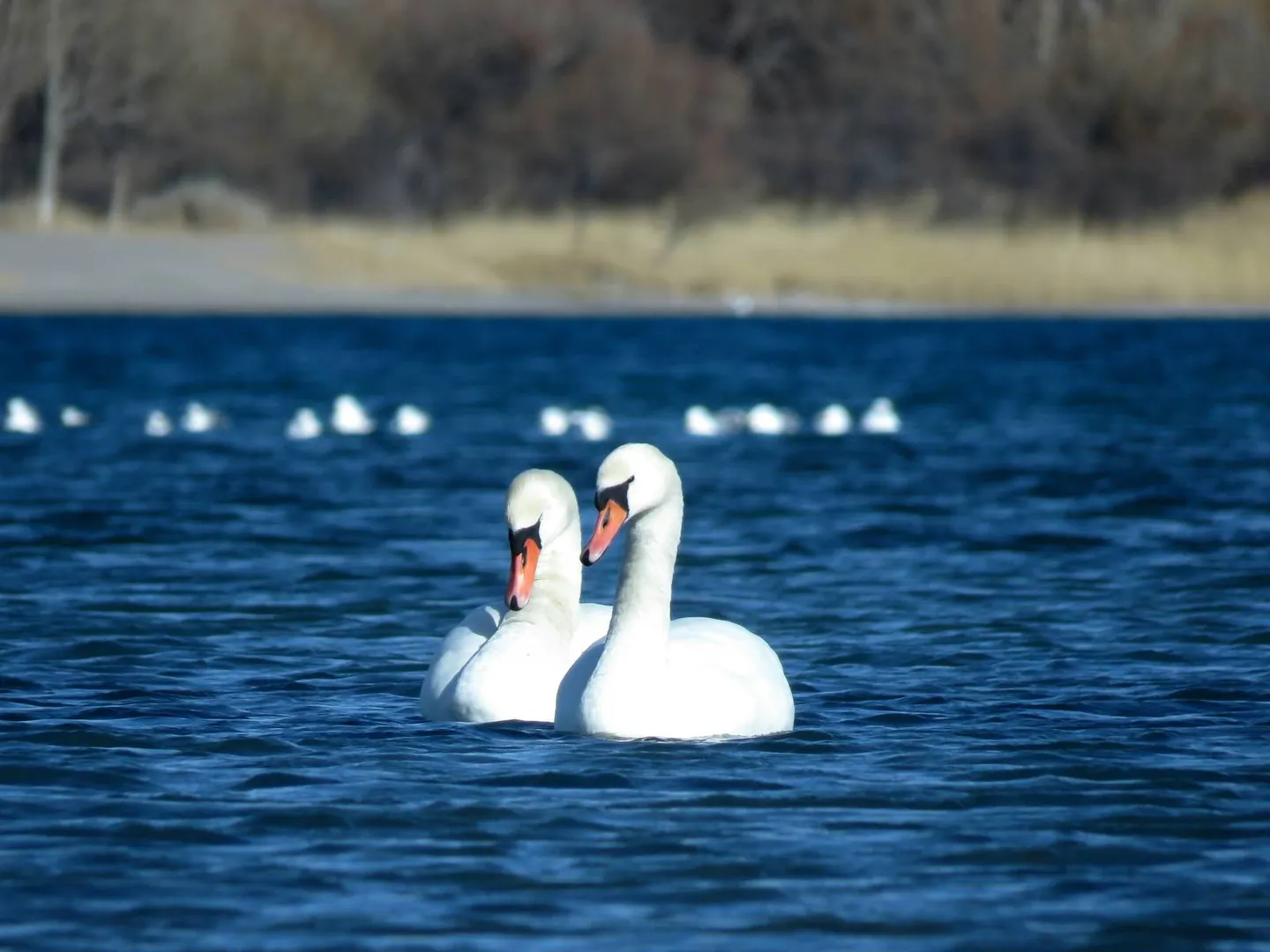 Mute Swan (Cygnus olor)