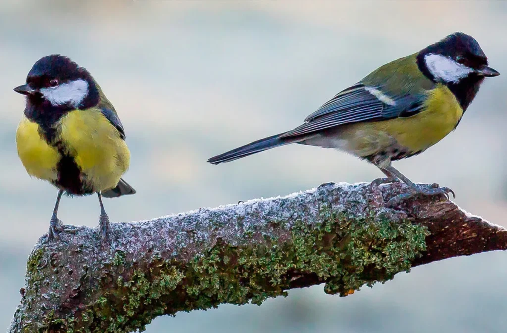 Overview of Tit Birds