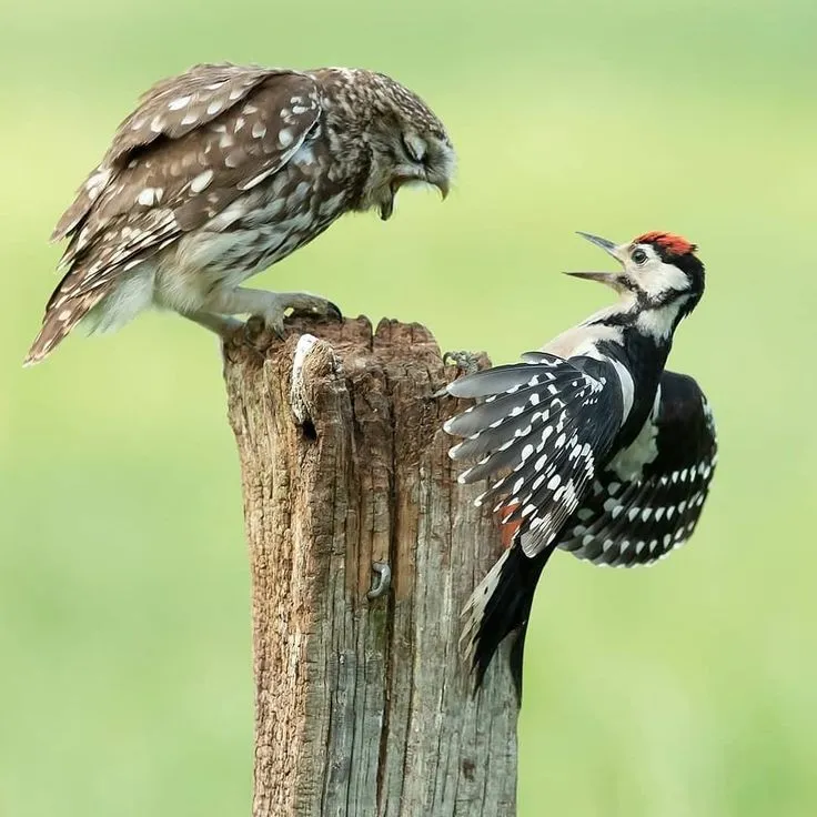 Owls, Ducks, and Woodpeckers birdhouse