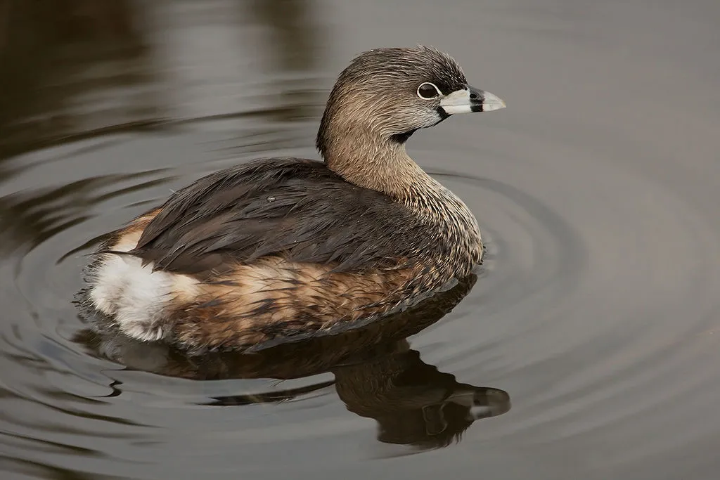 Pied-Billed Grebe (Podilymbus podiceps)