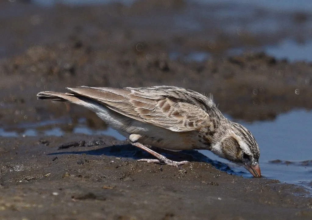 Pink-billed Lark (Spizocorys conirostris) - Fascinating Pink Birds