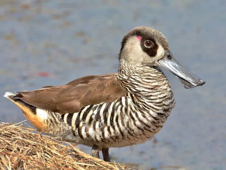 Pink-eared Duck (Malacorhynchus membranaceus) - Fascinating Pink Birds