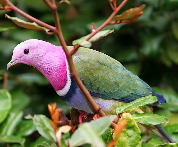 Pink-headed Fruit Dove (Ptilinopus porphyreus) - Fascinating Pink Birds