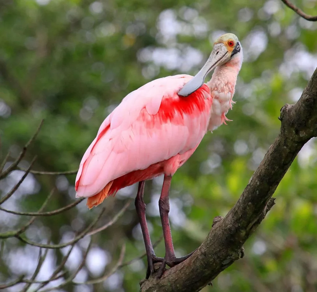 Roseate Spoonbill (Platalea ajaja) - Fascinating Pink Birds