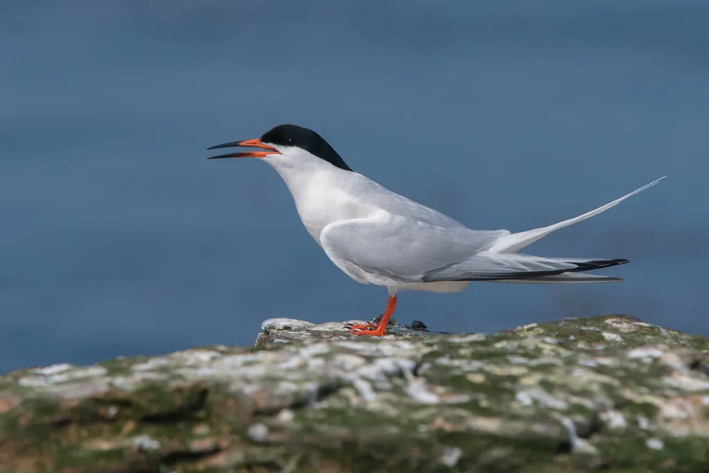 Roseate Tern (Sterna dougallii) - Fascinating Pink Birds