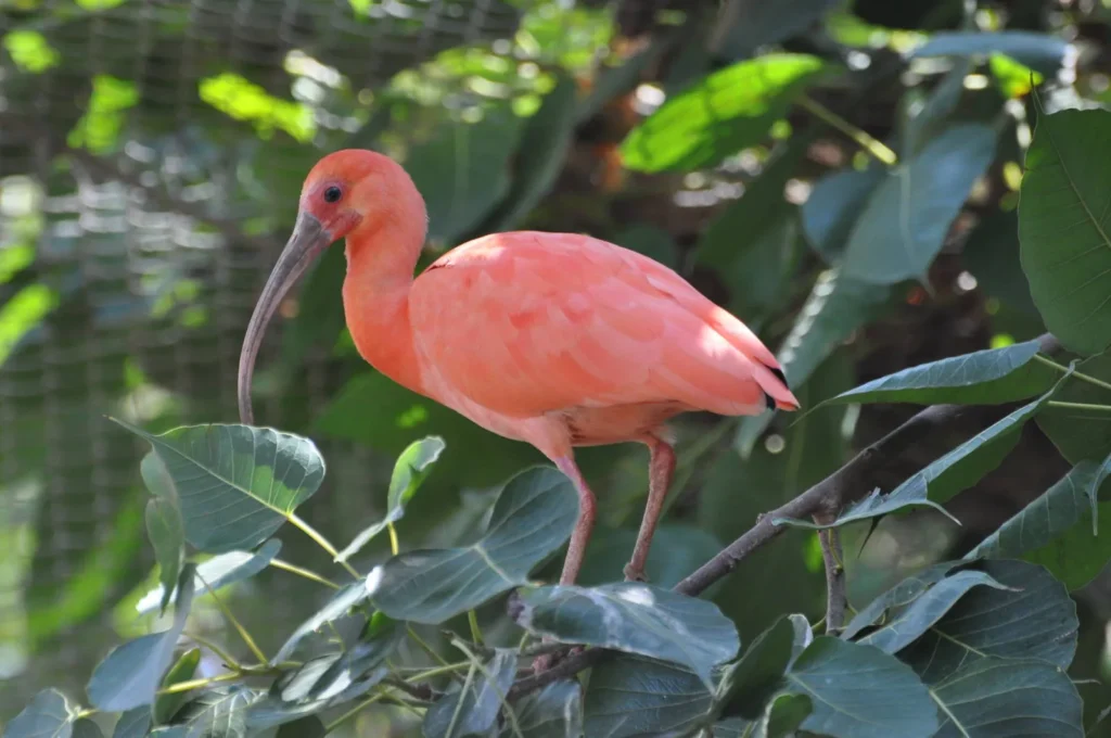 Scarlet Ibis (Eudocimus ruber) - Fascinating Pink Birds