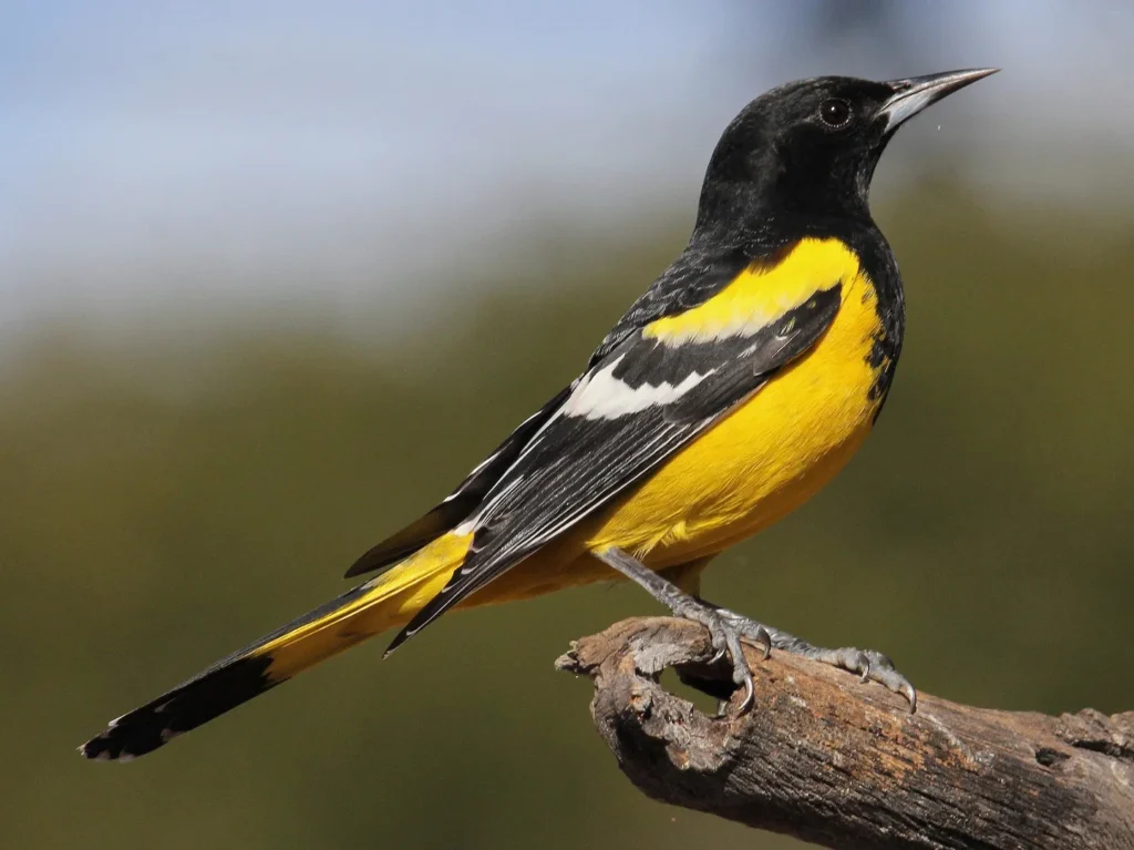 Scott’s Oriole (Icterus parisorum) - Top 5 Rare Yellow and Black Birds