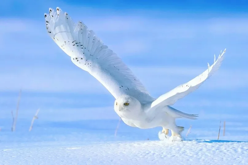 Snowy Owl - Top 5 White Birds of North America