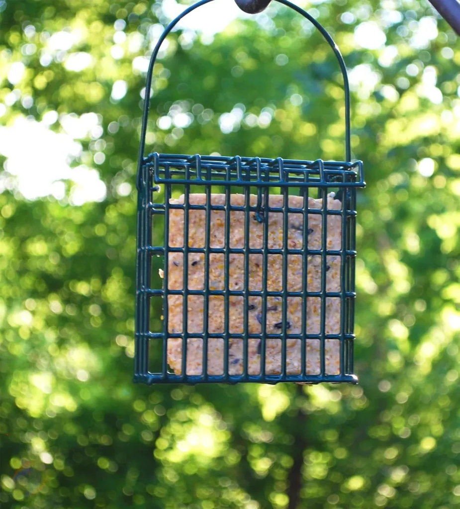 Suet Cakes with Seeds