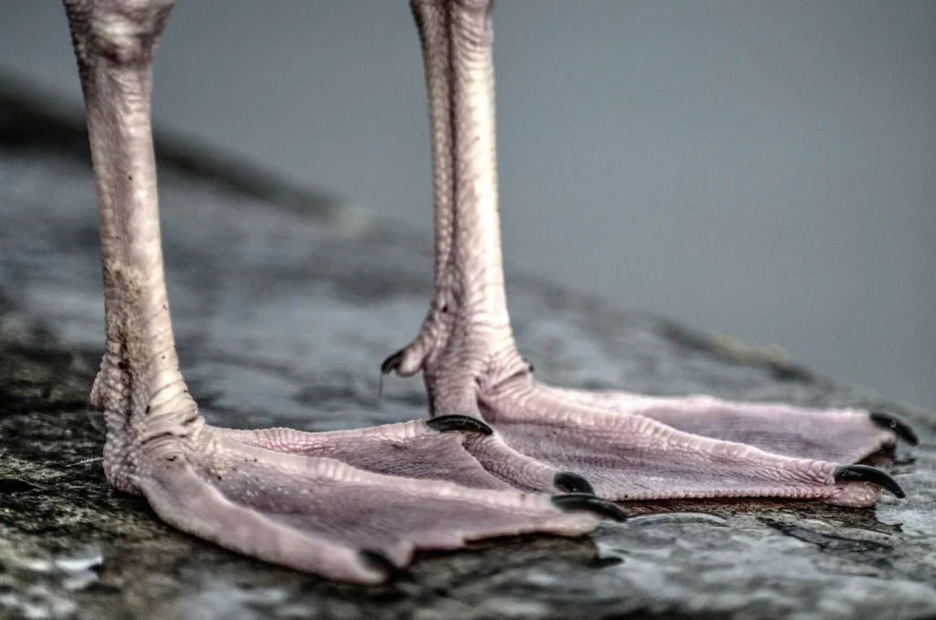 The Anatomy of Bird Feet