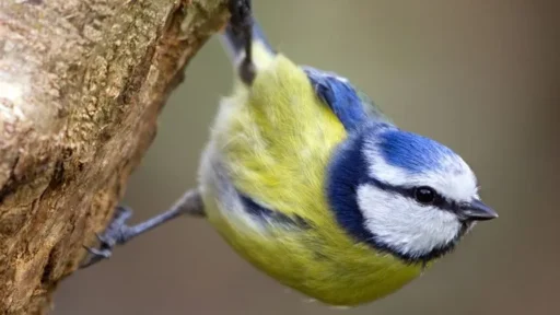 Tit Birds: The Wonderful World of Paridae