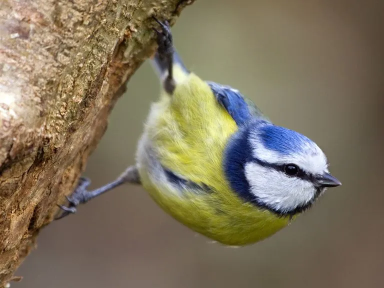 Tit Birds: The Wonderful World of Paridae