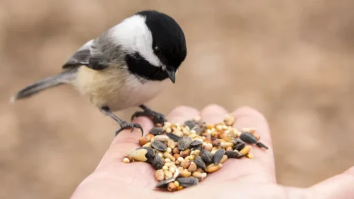 Top 10 Best Bird Seeds Loved by Colorful Birds