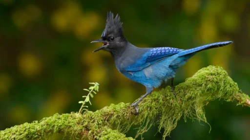 Top 10 Crested Woodland Birds You Need to Know About