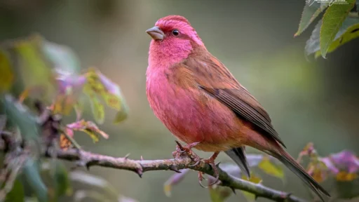 Top 10 Fascinating Pink Birds from Around the World