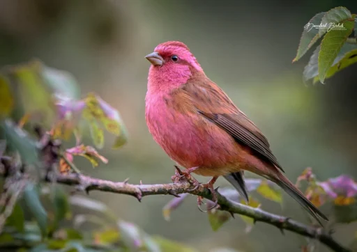 Top 10 Fascinating Pink Birds from Around the World