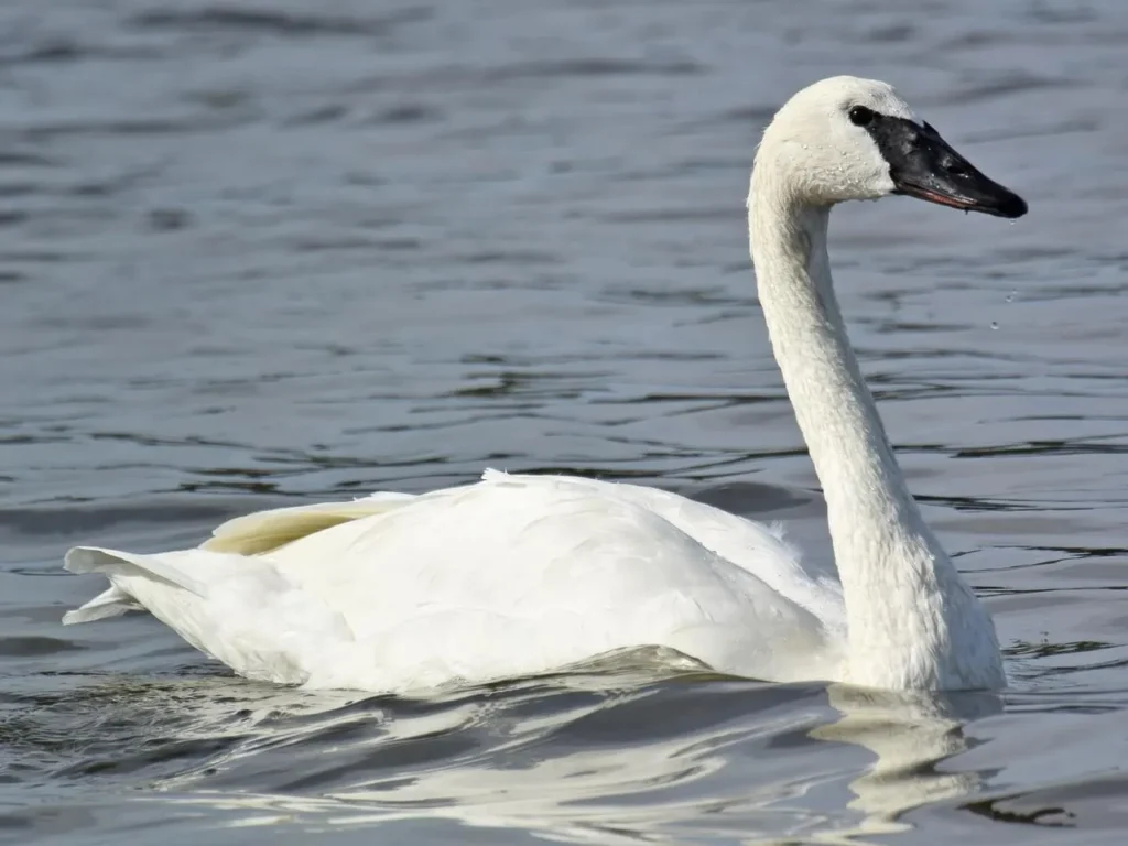 Trumpeter Swan - Top 5 White Birds of North America